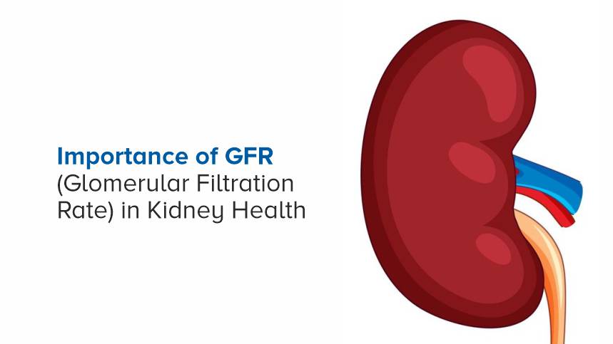Understanding the Importance of GFR in Kidney Health